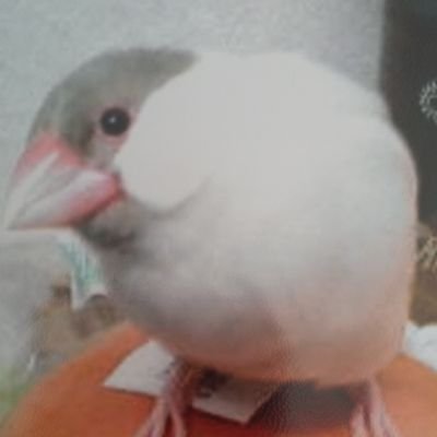 うちはニィコ🐦️シナコ🐦️チィコをお空🌈に見送りました。皆様のおうちの子🐦️を見せて下さい。
鳥さん🐦️グッズや好きなキャラクターを投稿したいと思います😆
どうぞヨロシクお願いします🙇💕