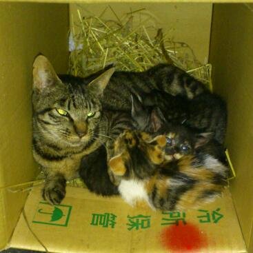 動物のかわいい動画、画像を癒しに
オホーツク沿岸で酪農をやってます
身長173 体重90