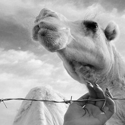 m______79's profile picture. إِنَّمَا أَشْكُو بَثِّي وَحُزْنِي إِلَى اللَّه رحمكَ الله ورحمني الله بعد غيابك