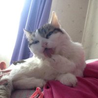 Kannela 38% (@kannela177) 's Twitter Profile Photo