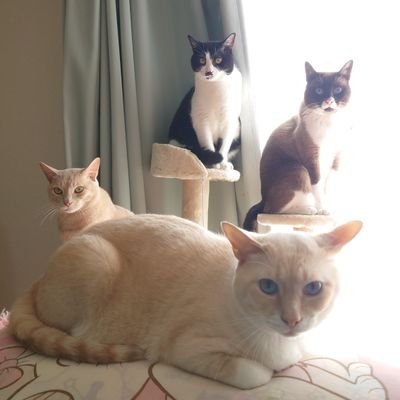 猫と犬と動物を愛するちびままちゃんです🐱🐶💕日常の写真☺️イラストを🆙することもあるので見てください😺【You Tube】ちびままチャンネルとぼくはカプチーノも良かったらご覧ください😸🐶🤗https://t.co/Hq20Zi92vpこちらもよろしくです☺️