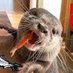 Otterballs (Parody) (@Otterballs2) Twitter profile photo