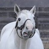 適当垢 競馬熱戻ってきた 1口馬主(DMM)