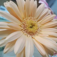 ぽぽ (@hirooo_1000) 's Twitter Profile