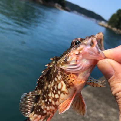 釣り：エギング アジング 根魚 太刀魚（船・陸）タイラバ 管釣り 結構なんでもやりますが全部どっちつかずな状態です。 皆さんの観て勉強させてもらってます(*´-`)