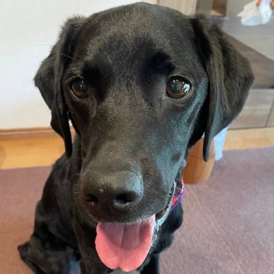 HARGON2_'s profile picture. 特例子会社の勤務社労士です🌟まったりのんびり仲良くしてね💕コロナを機に2021.04勉強開始→2022年社労士→年アド3→簿記3→2023年簿記2→2023.05.08、65kgからの人生初ダイエット→2024.07転職→2025国キャリ→技能士二級勉強中🌟犬アカは@_HARGON