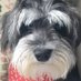 Ernie the minature schnauzer (@Ernie34975254) Twitter profile photo