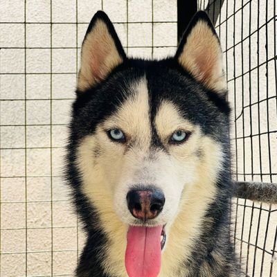 AllwellBanjo's profile picture. *I do SIBERIAN HUSKIES 🤗🥰*