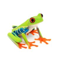 【両生類🐸爬虫類】チャーム公式 (@charm_reptiles) 's Twitter Profile Photo 【両生類🐸爬虫類】チャーム公式 (@charm_reptiles) 's Twitter Profile Photo