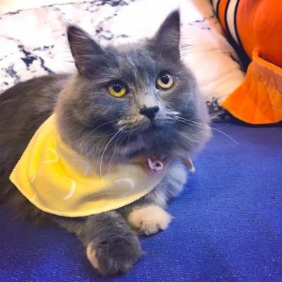 Andzee01's profile picture. Queer. Furmom. Old soul. Music, bibliophile & basketball junkie. Live life and learn!