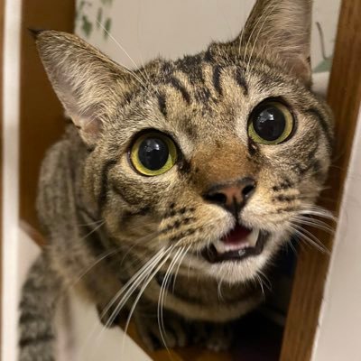 キジトラのおとこのこ「虎太郎」愛称はこた。とってもお喋りなわんぱく坊主ですꉂꉂ🐯🐾 ¦妹のひなちゃん(キジトラ)@kijitorahina102🐈¦実家の母(黒)姉(白)@kurosiro71🐈⬛🐈