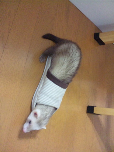 crawl901life's profile picture. 焼き魚に最近ハマってます☆彩錦というのはＨＮですが、とくに理由はありません(=ω=)でも、仲良くしてくれたらいいなあ。