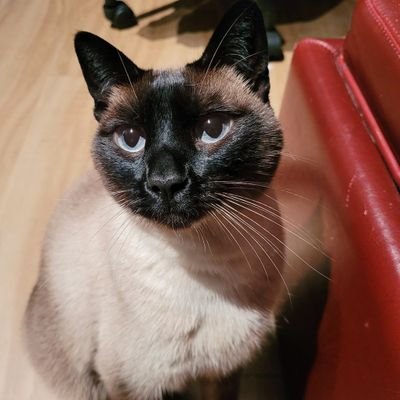 Ziba The Siamese