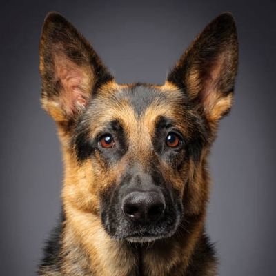 🐶 Welcome to the GSD COMMUNITY
🐕 This page is about #gsdlovers
🐾 We share Daily GSD Content 
👉 Follow US if you love German Shepherd