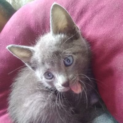 AnabelSocarras2's profile picture. 