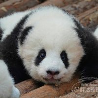 panda_one (@c_sy0124) 's Twitter Profile