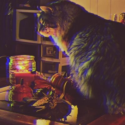 DogsInCarsMusic's profile picture. yeah