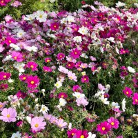 🌷 (@ztiik_) 's Twitter Profile Photo