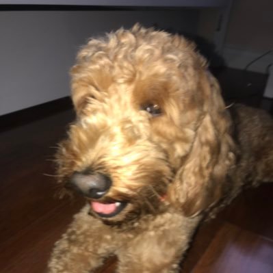 robloxstuff789's profile picture. 