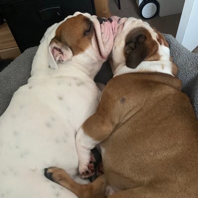 Double Trouble. Living the best Bulldog life.