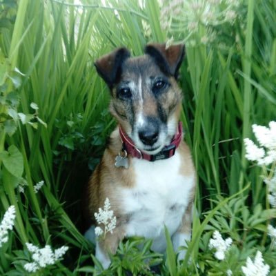 Welsh and proud, leftie wokerati, European. Loves nature, music, singing. Mother of Fox Terriers. Listen : https://t.co/O7TY1EwxJ7