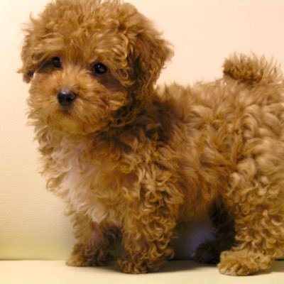 chamupino's profile picture. 賢く、強く、美しいひと になりたい🕊🌼