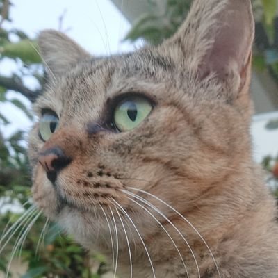 buuta111's profile picture. 怪しいアカウント以外はフォローバックします💯
色々な人と繋がりたいので、よろしくお願いします❗ 音楽🎸・猫🐱・懸賞🎁好きです🤗 当選致しましたらちゃんと写真付き報告＆感想を心を込めて当選報告させて頂きます。👍
懸賞RTが多いので私のリツイートをオフにして頂けると幸いです☘
#コンポッタの当選報告