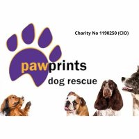 Pawprints Dog Rescue (UK)(@PDRescue) 's Twitter Profile Photo