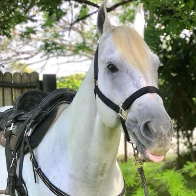 El primer caballo en la historia republicana de Colombia en entrar al Congreso. Fiel amigo y compañero del senador @JAlirioBarreraR. ✝️