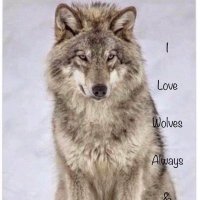 Wolf girl (@janlavinia) 's Twitter Profile