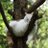 树上的猫The Cat in the tree(互fo) avatar