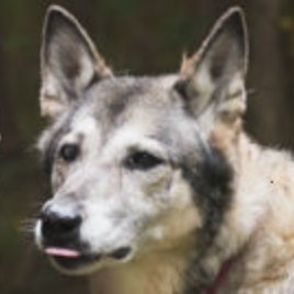 ceresderehka's profile picture. Software Dev, Writer, Gamer, Dog Mom, Wife. She/her. 30+. Follow for chaos (writing, nerd stuff, US politics, sports, signal boosts, misc, & personal)