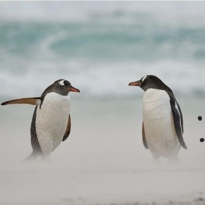 hohfranckropers's profile picture. 