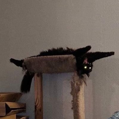 å
³ęå©
con: allergic to cats
pro: will pet all of them anyway