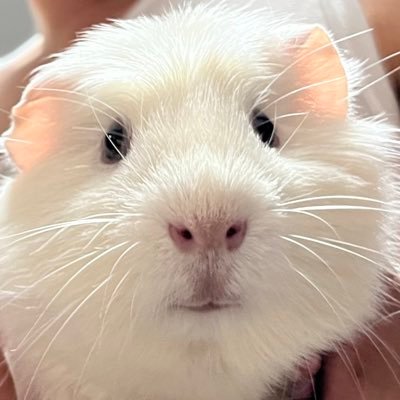5モル2ニンゲン、北の大地で共同生活。🐹 七味 クレステット♀(三毛)2021年7月生 /おもち クレステット♂(白)2021年10月生/もなか シェルティ♀2021年12月生(クリーム白黒)/🌈おかか アビシニアン(三毛)2022年8月生/いなり コロネット♀(茶白)2023年10月生
