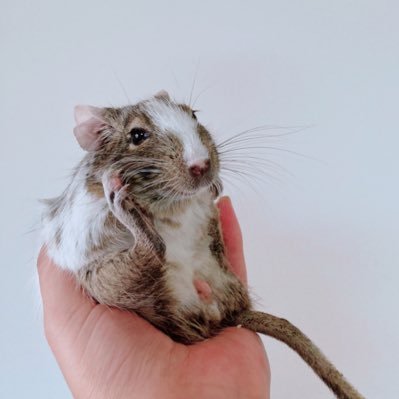 eLlAnSaMKTsxNjc's profile picture. Osaka/TWICE🍭ファン歴浅めのW会員大人ONCEです🙋‍♀️2023.5.14参戦 /アイコンはペットのデグーちゃん🐹