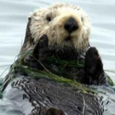 SusanOtterstedt's profile picture. 