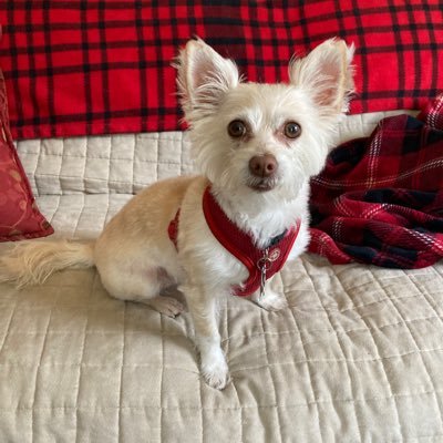 Just a dyslexic fangirl who loves reading & writing fanfiction. A fan of Highlander & Kurt Bush. A great husband, two sons, and a rescue dog named NellieBell.