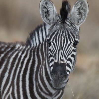 Busy wife, mom and executive from the Central California coast.  Passionate about growing our own produce and cooking from scratch.  More a zebra than a horse.