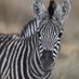 Astute Zebra (@lkpr99) Twitter profile photo Astute Zebra (@lkpr99) Twitter profile photo
