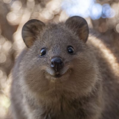 quokka_nat's profile picture. 
