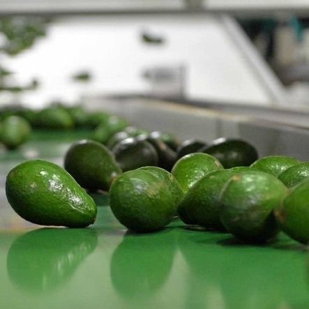 Akker is a registered company incorporated in Kenya.We are engaged in avocado production and marketing