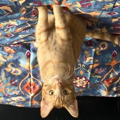 christye215's profile picture. post:@msfitz1231