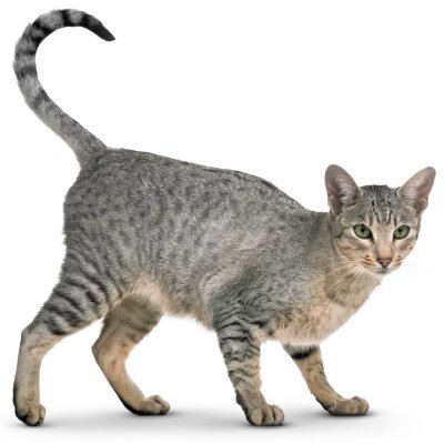 YMC07ymc's profile picture. Meow