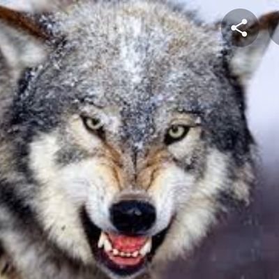 Graysagnstgrmrs's profile picture. Grandparents protecting grandchildren.  NO child is born in the wrong body