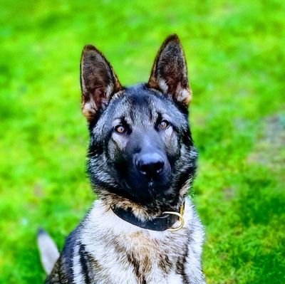 ⭐️ - 2 year old German Shepherd working for Hampshire Constabulary & TVP. Please do not report crime here, call 101 ☎️.