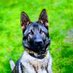 🐾 Police Dog Hugo & Sgt Taylor (@pdhugosgttaylor) Twitter profile photo 🐾 Police Dog Hugo & Sgt Taylor (@pdhugosgttaylor) Twitter profile photo