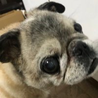ひゃーまぁ (@hya_maa_0805) 's Twitter Profile