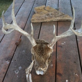 jtdenton's profile picture. 