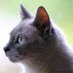 Earl Grey (@gbf54321) Twitter profile photo Earl Grey (@gbf54321) Twitter profile photo